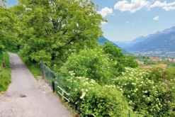 #20924 Appezzamento agricolo collinare di 5270 mq