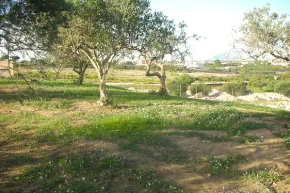 #2638307 Appezzamento agricolo incolto di 4945 mq