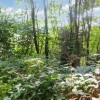 #20926 Appezzamento boschivo collinare di 5727 mq