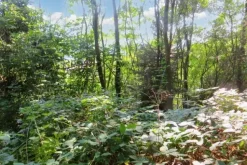 #20926 Appezzamento boschivo collinare di 5727 mq