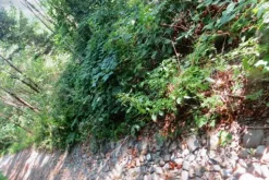 #20926 Appezzamento boschivo collinare di 5727 mq
