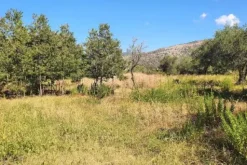#20948 Appezzamento di terreno agricolo alberato