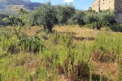#20948 Appezzamento di terreno agricolo alberato