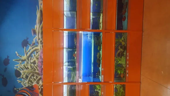 Aquario multiplo per negozio di aquariologia