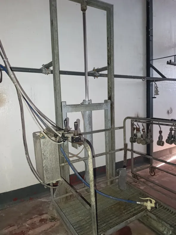 catena linea bovini,suini,zona tripperia,storditore