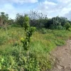 #24733 Due appezzamenti agricoli in zona rurale