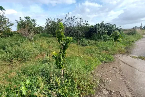 #24733 Due appezzamenti agricoli in zona rurale
