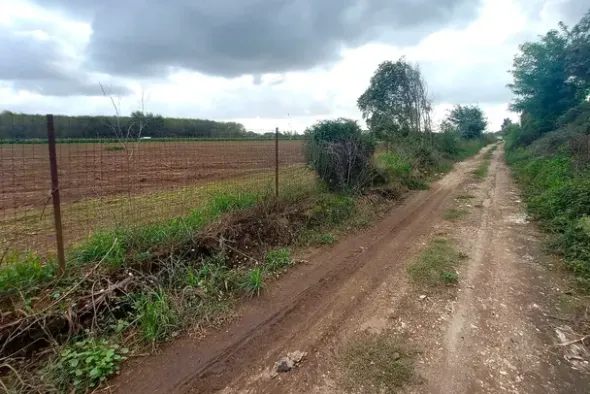 #24733 Due appezzamenti agricoli in zona rurale
