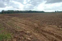 #24733 Due appezzamenti agricoli in zona rurale