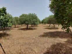 #6845 Fabbricato direzionale con terreni agricoli