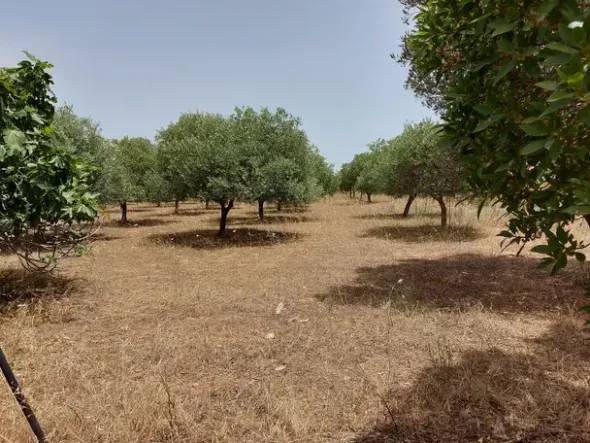 #6845 Fabbricato direzionale con terreni agricoli