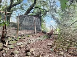 #22909 Giardino storico di 10.450 mq