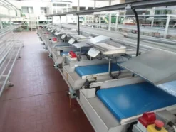8#69013 Linea di selezione e lavorazione pere