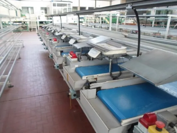 8#69013 Linea di selezione e lavorazione pere
