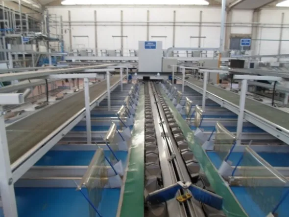 8#69013 Linea di selezione e lavorazione pere