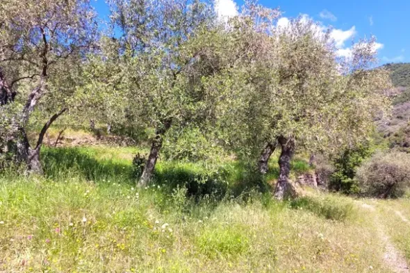 #24284 Lotto di terreno (porzione 5) in ex polveriera