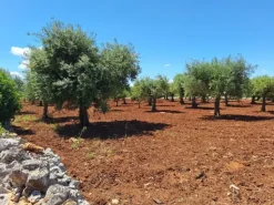 #2536061 Polignano a Mare (BARI) Terreno agricolo edificabile