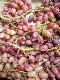 PRODUZIONE ESTRATTI VEGETALI per AGRICOLTURA BIO e NON