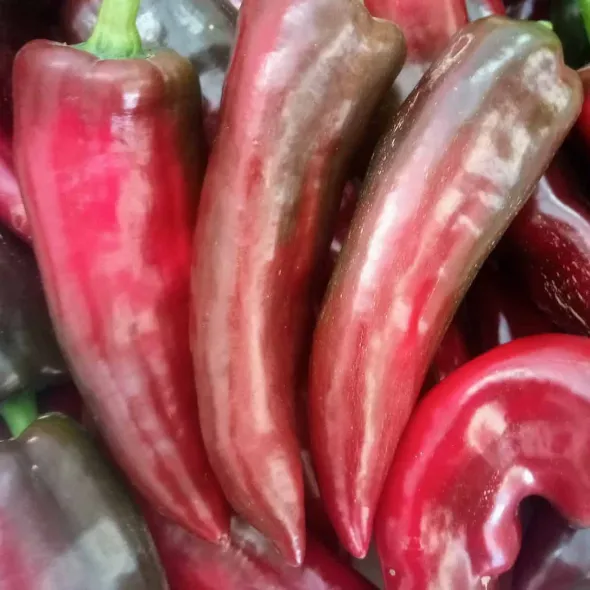 PRODUZIONE ESTRATTI VEGETALI per AGRICOLTURA BIO e NON