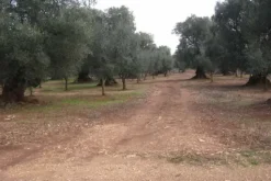 #25632 Stabilimento produttivo con pertinenze e terreni