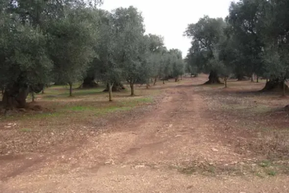 #25632 Stabilimento produttivo con pertinenze e terreni