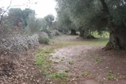 #25632 Stabilimento produttivo con pertinenze e terreni