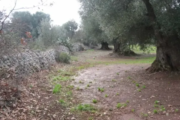#25632 Stabilimento produttivo con pertinenze e terreni