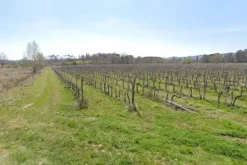 #22764 Terreni agricoli