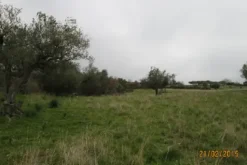 #12960 Terreni agricoli