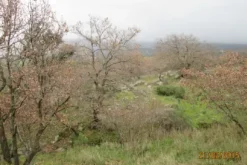 #12960 Terreni agricoli