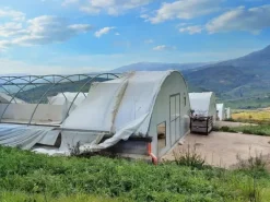 #19821 Terreni agricoli con capannoni e serre