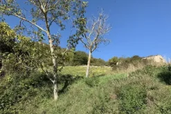 #19969 Terreni agricoli con fabbricati rurali da ristrutturare