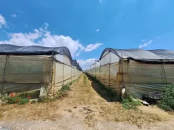#23566 Terreni agricoli con serre e fabbricati rurali a Vittoria