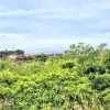 #2537093 Terreno agricolo