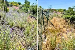 #2537093 Terreno agricolo