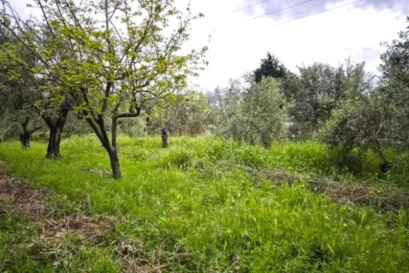 #24351 Terreno agricolo arborato in zona rurale