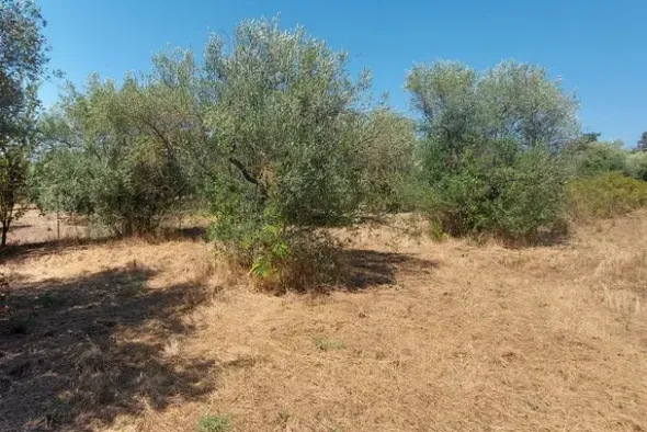 #24191 Terreno agricolo con porzione di viabilità