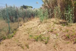 #24191 Terreno agricolo con porzione di viabilità