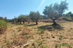 #24191 Terreno agricolo con porzione di viabilità