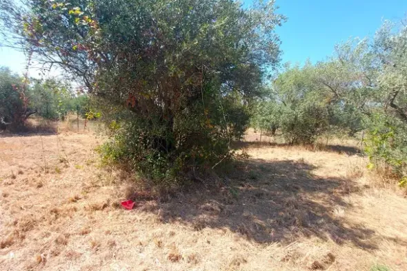 #24191 Terreno agricolo con porzione di viabilità