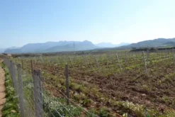 #25488 Terreno agricolo di 54.382 mq