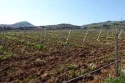 #25488 Terreno agricolo di 54.382 mq