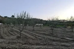 #18171 Terreno agricolo di 5.100 mq