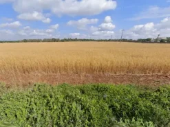 #23971 Terreno agricolo di 20.988 mq