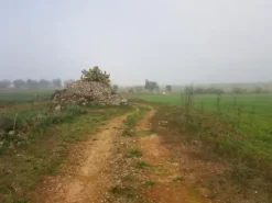 #23972 Terreno agricolo di 10.734 mq