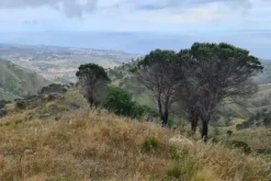 #18178 Terreno agricolo di 25.230 mq