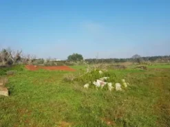 #23969 Terreno agricolo di 22.063 mq