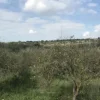 #21970 Terreno agricolo di 110577mq