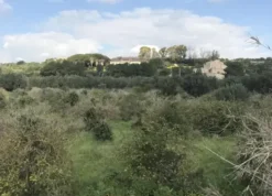 #21970 Terreno agricolo di 110577mq