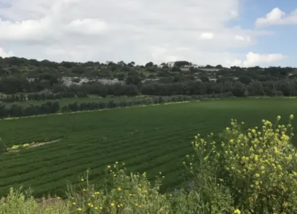 #21970 Terreno agricolo di 110577mq